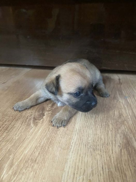 Oddam za darmo pieski małe latrelki