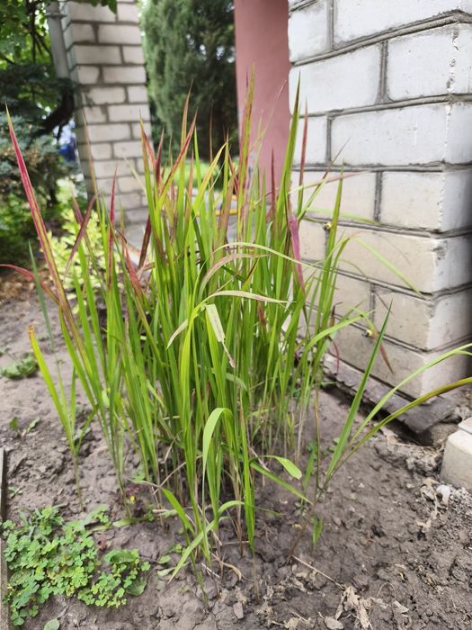 Осока трьохроздільна, Ред Барон, міскантус зебріна карликова