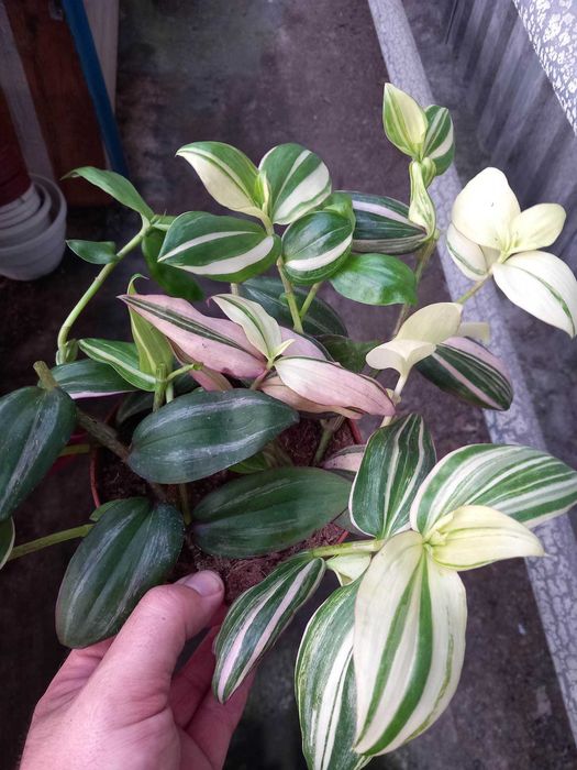 Trzykrotka Lilac, Yellow Hill, Blushing Bride, Bluszcz, Paproć Dębica