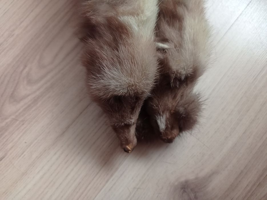 Kołnierz z tchurzofretki prl