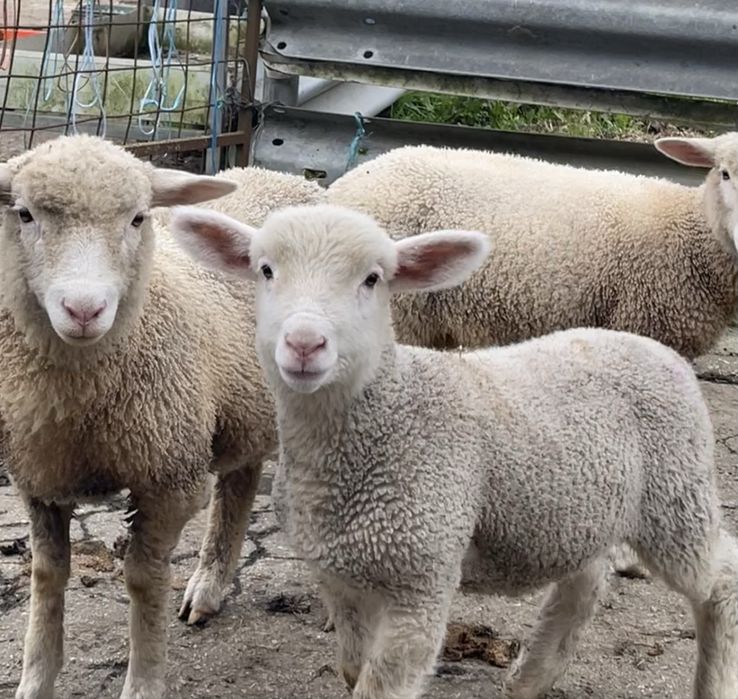 2  borregas e 1 borrrego merino x île de france