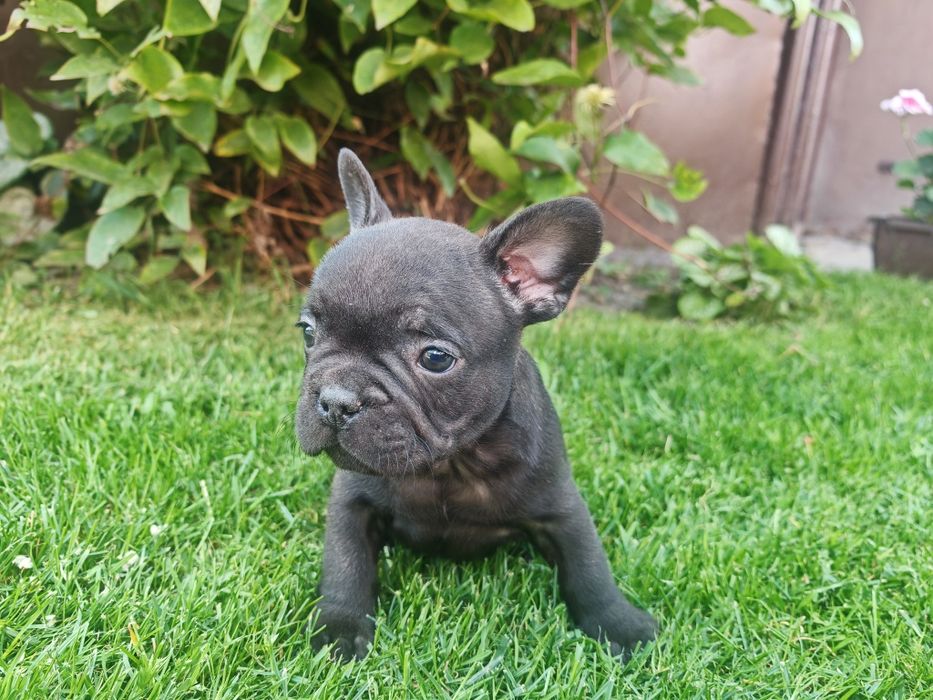 Buldog Francuski