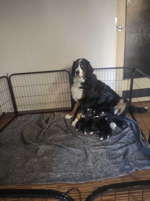 Sczeniaki Bernenski Pies Pasterski