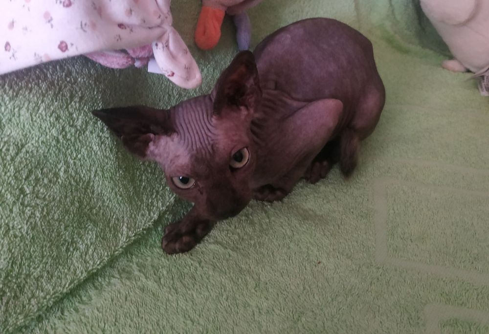 Канадські сфіксенята