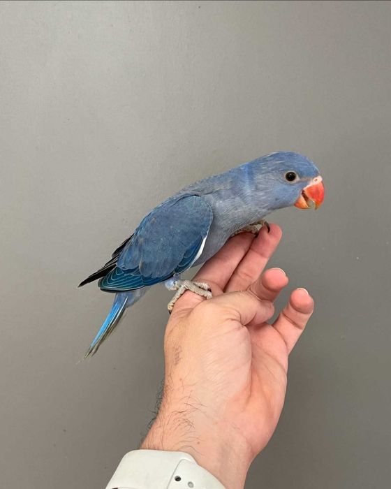 Ring neck bebê lindíssimo , KIT completo