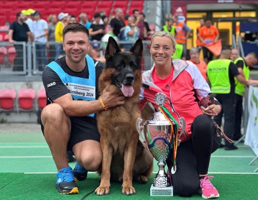 Cachorro Pastor Alemão Puro filho e neto de Campeões