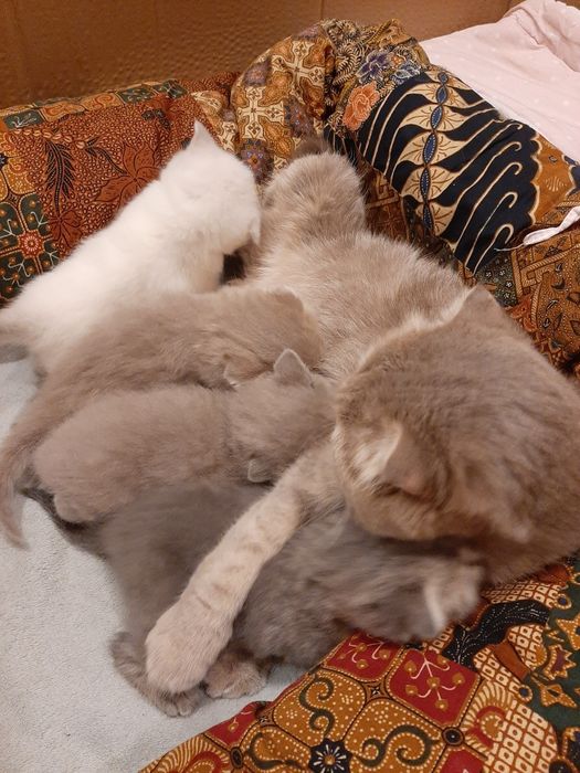 Шотландская кошечка