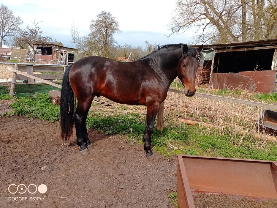 Sprzedam konia sportowego