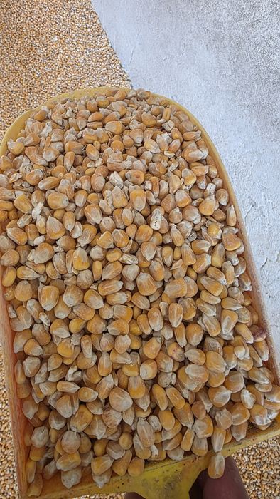 Kukurydza sucha#