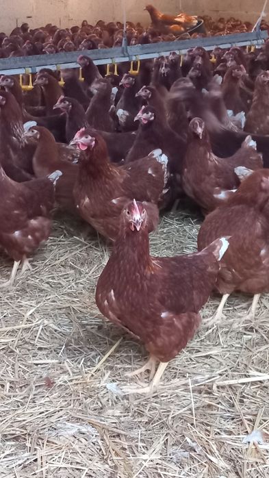 Nioski Bovans 23 tygodnie! Wysyłka od 10 sztuk.