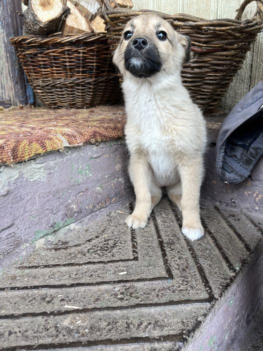 Цуценята шукають домівку. 3 місяці.