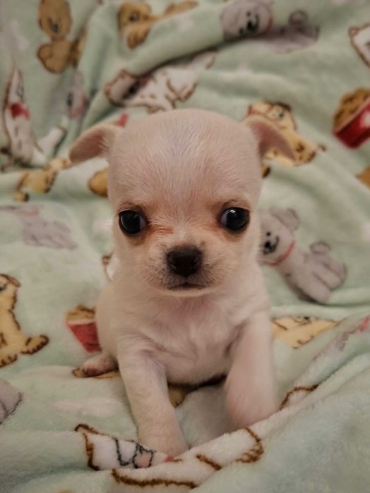 Chihuahua sunia kremowa krótkowłosa, FCI ZKWP