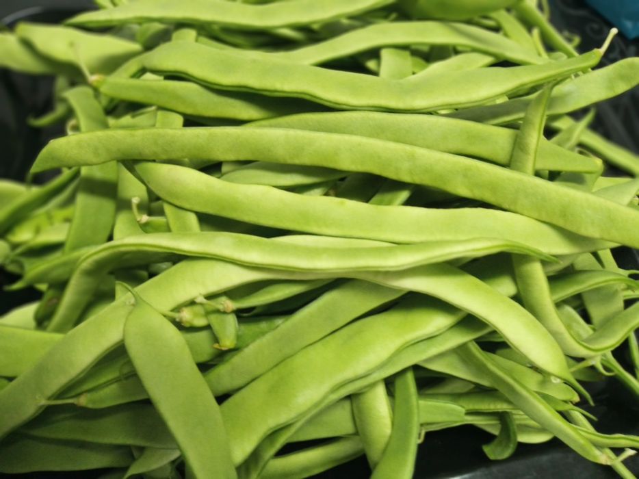Feijão verde do dia