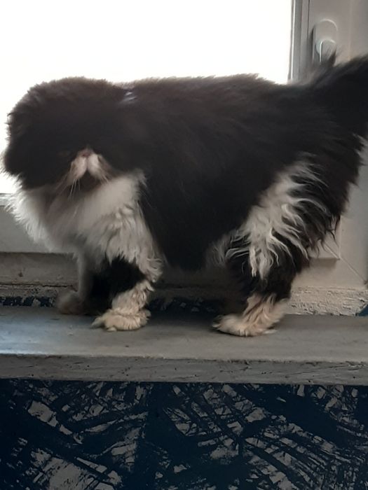 Gato persa branco e cinza