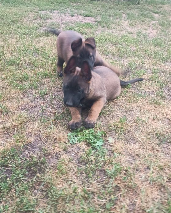 Owczarek Belgijski Malinois