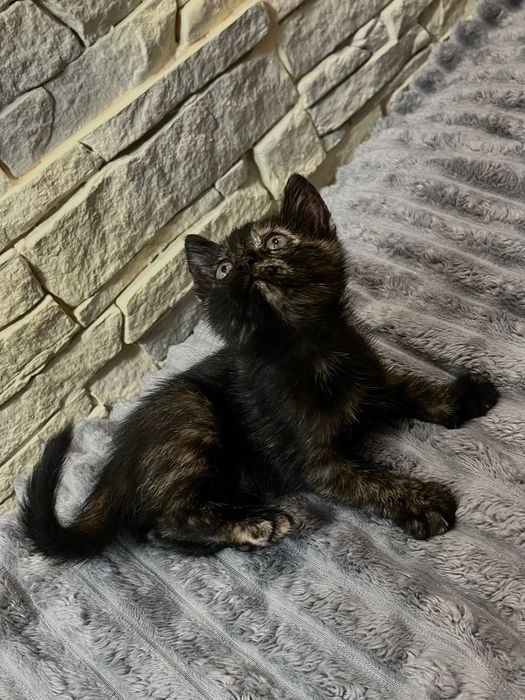 маленьке кошенятко безкоштовно