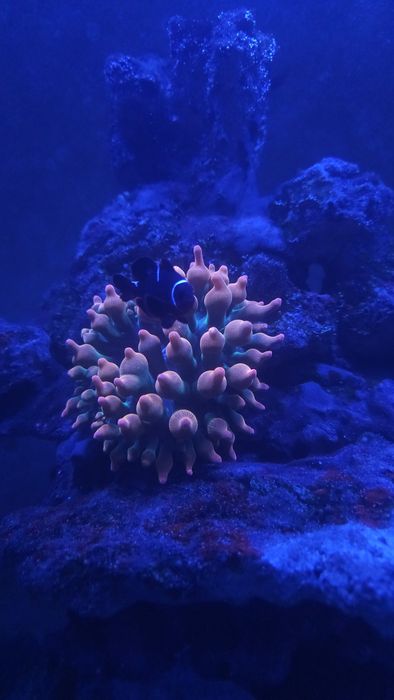 Pack vários peixes agua salgada