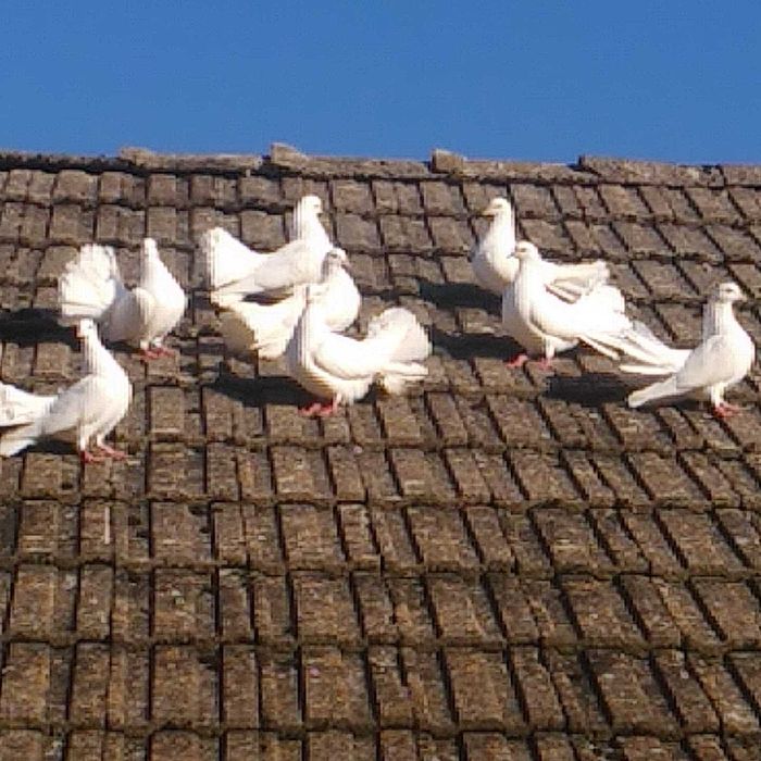 Pawiki biale sprzedam