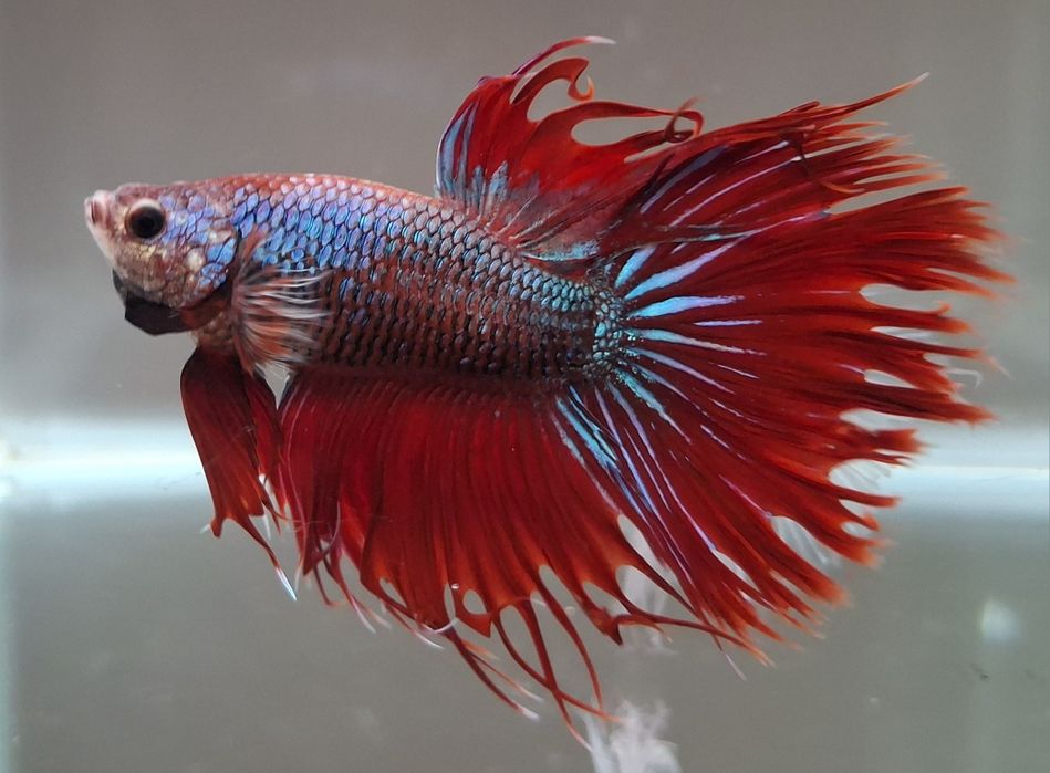 Machos peixe Betta apenas 5€