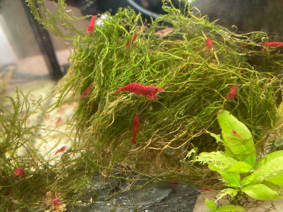 Krewetki Sakura Red akwarystyczne Neocaridina czerwone