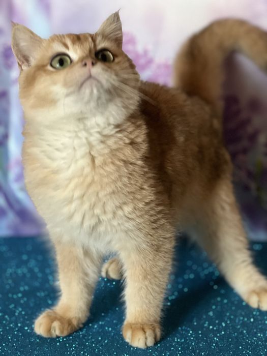 Британський котик 4 міс bri ny 11