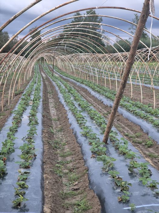 Rurki na tunel foliowy