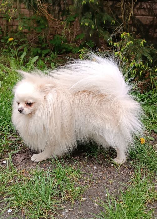 Померанский шпиц вязка