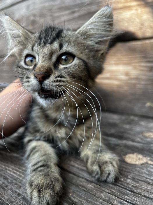 Віддам безкоштовно кошенят