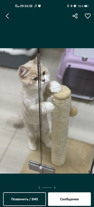 Кошка отдам даром
