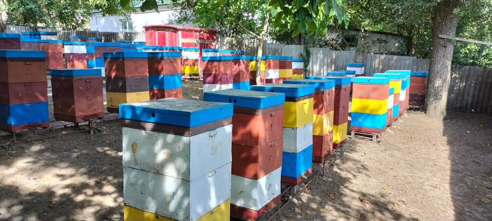 Бджоли, бджолосім'ї