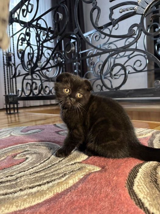 Ніжні та грайливі кошенята шукають люблячу родину