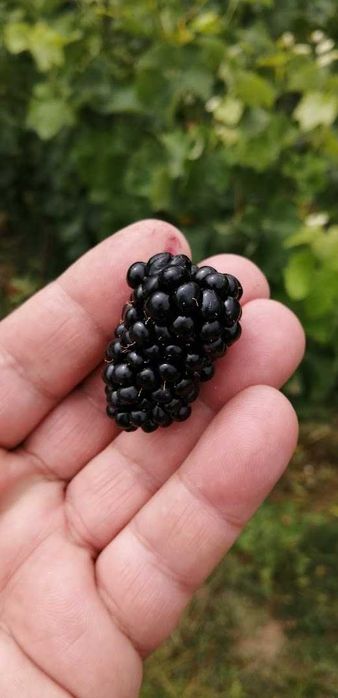 Amora-silvestre Gigante sem espinhos