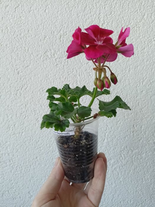 Пеларгонія Dolce Vita mia purple eyes