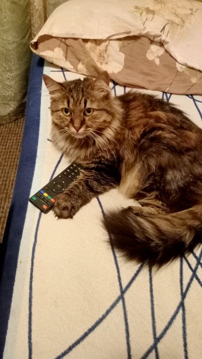 Потерялись домашние кошки