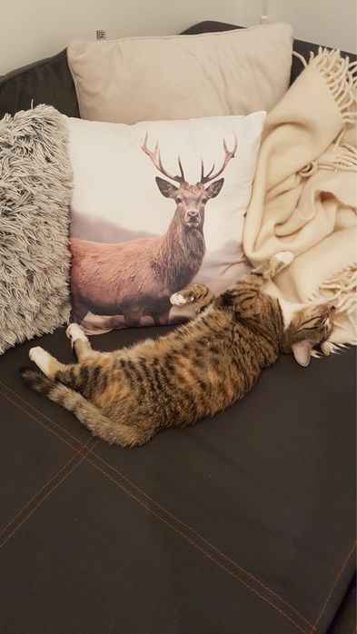 Zaginęła kotka Milusia