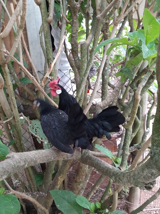 OVOS Galinhas Ornamentais Brahmas Garnizes miniatura