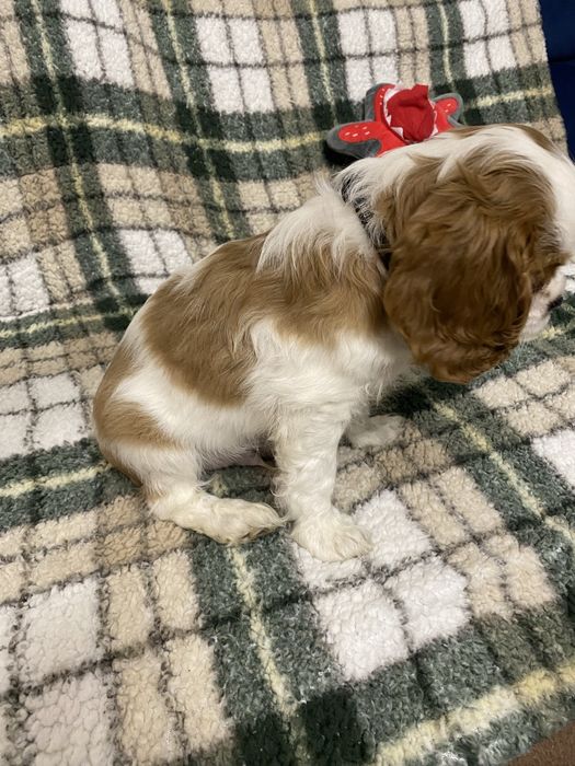Szczeniak cavalier king charles spaniel