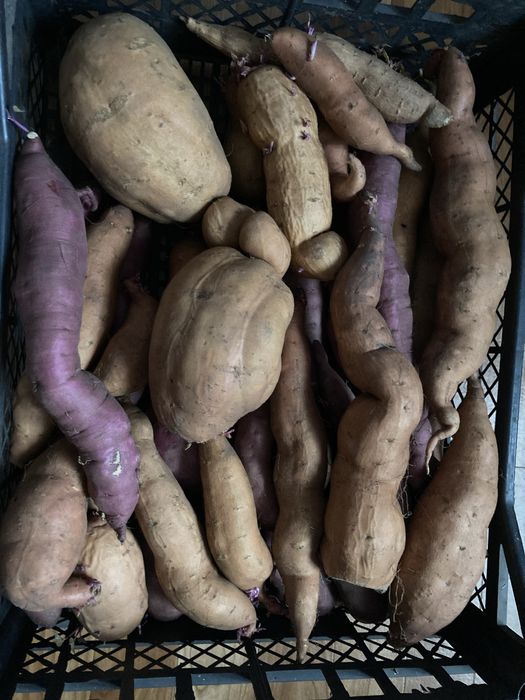 Продам батат урожай 2025 року