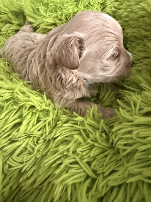 Maltipoo śliczny piesek