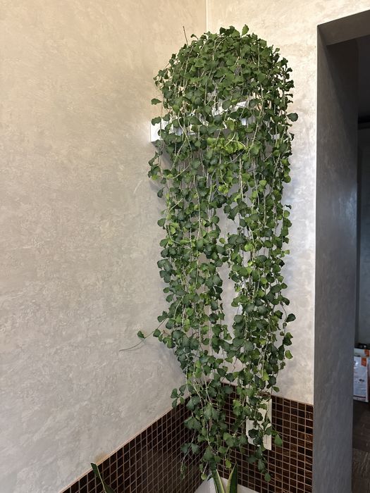 Хойя каньякумариана Hoya kanyakumariana