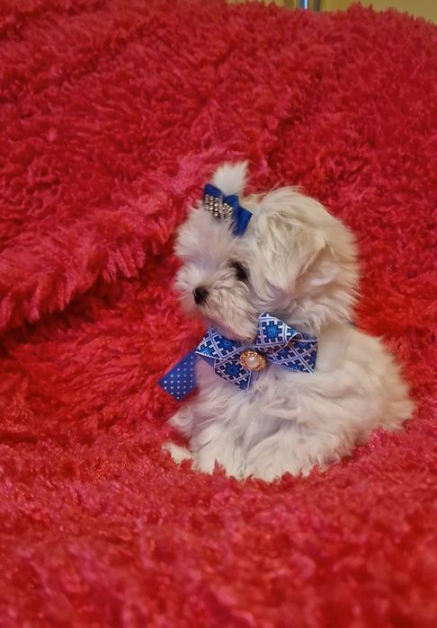 Maltańczyk przepiękne,lalkowe,urodziwe.maltanczyk czystej krwi