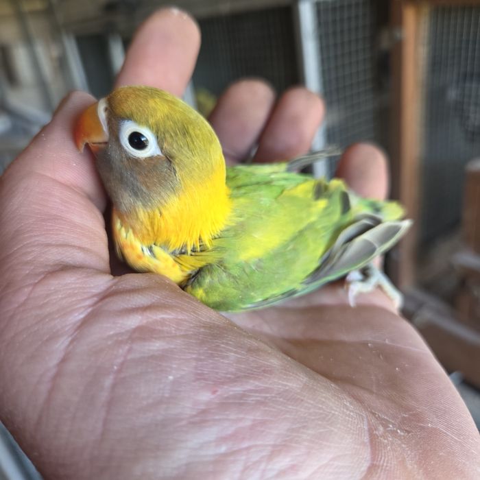 Nierozłączki młode