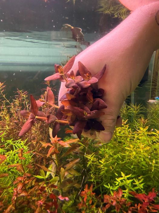 Bacopa Salzmannii "Purple" - hodowla podwodna