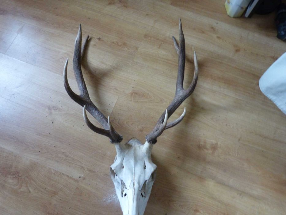 Poroże Byka i kozła sprzedam