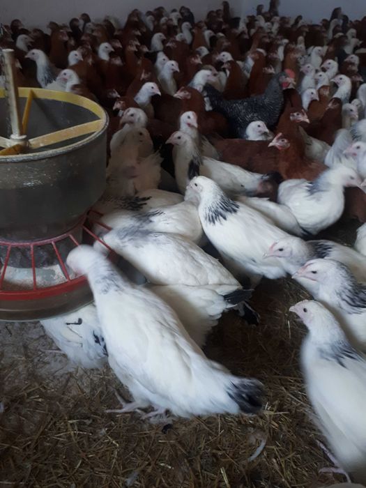 Kury nioski młode Rosa1 Rosa5 Leghorn Messa Dowóz Gratis Zapraszam