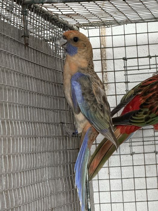 Varias Aves 2026