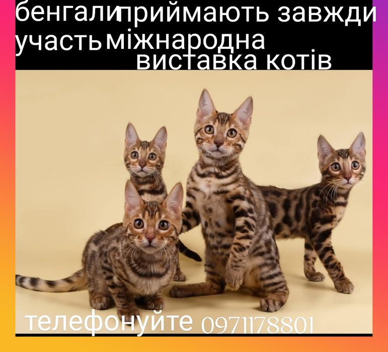 Глітерне сяйво, розетки ben n24,для Вас бенгали