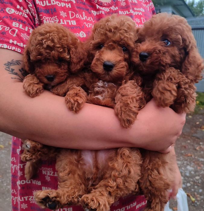 Дівчинка і хлопчики той пудель: