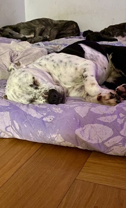 Cadela Pitbull para adoção responsável