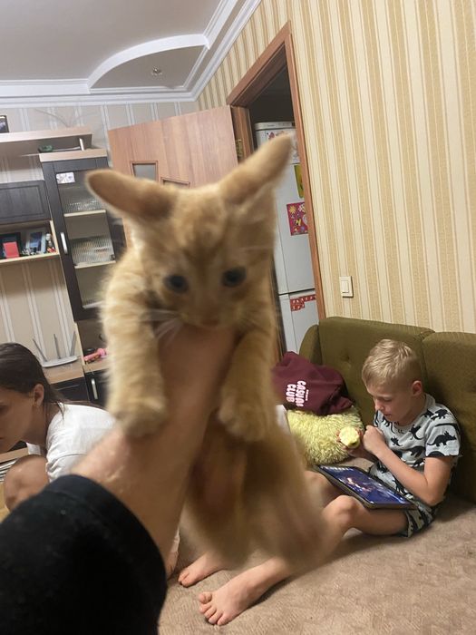 Отдадим в хорошие руки рыженького котенка, мальчик